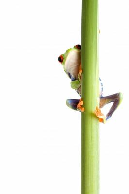 frog behind plant isolated white von Sascha Burkard