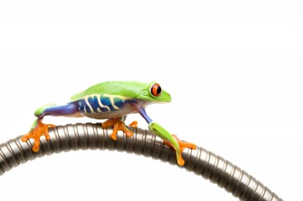 frog climbing on tube isolated white von Sascha Burkard