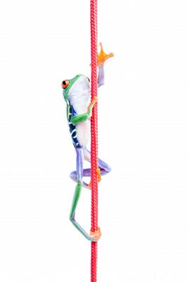 frog climbing up rope isolated von Sascha Burkard