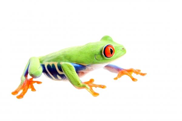 frog isolated on white von Sascha Burkard