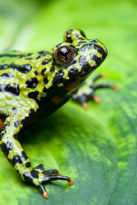 frog on a leaf von Sascha Burkard