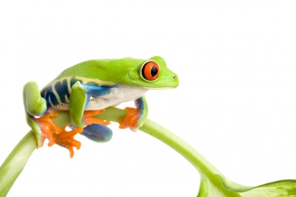 frog on plant isolated von Sascha Burkard