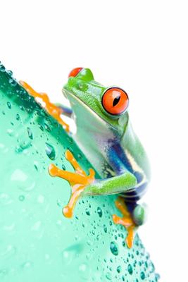 frog on water bottle isolated von Sascha Burkard