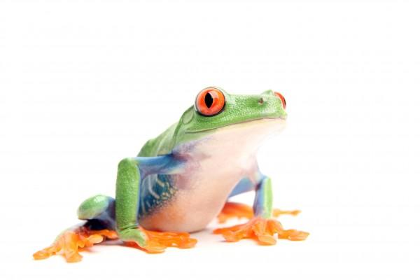 frog on white von Sascha Burkard