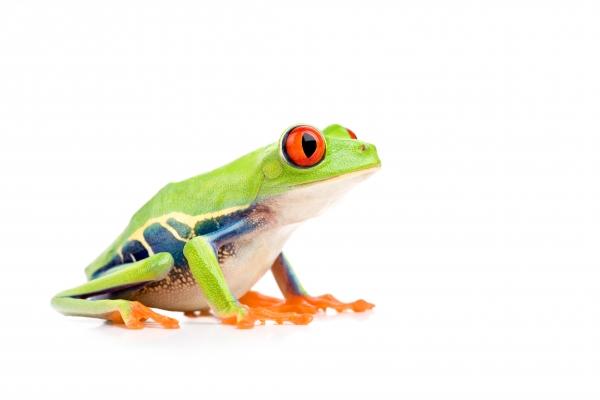 red-eyed tree frog isolated on white von Sascha Burkard