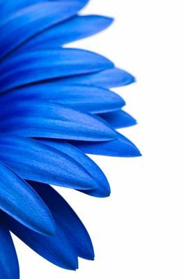 blue daisy isolated on white