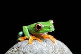 curious little frog isolated on black