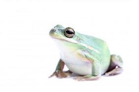 fat frog isolated