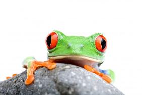 frog looking over rock isolated