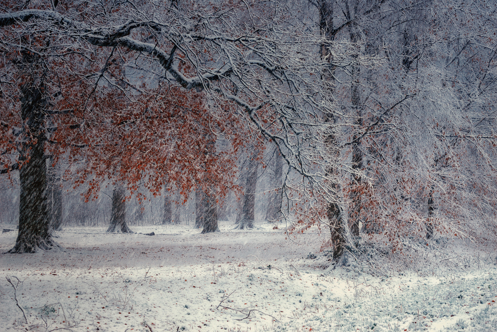 The first snow von Saskia Dingemans