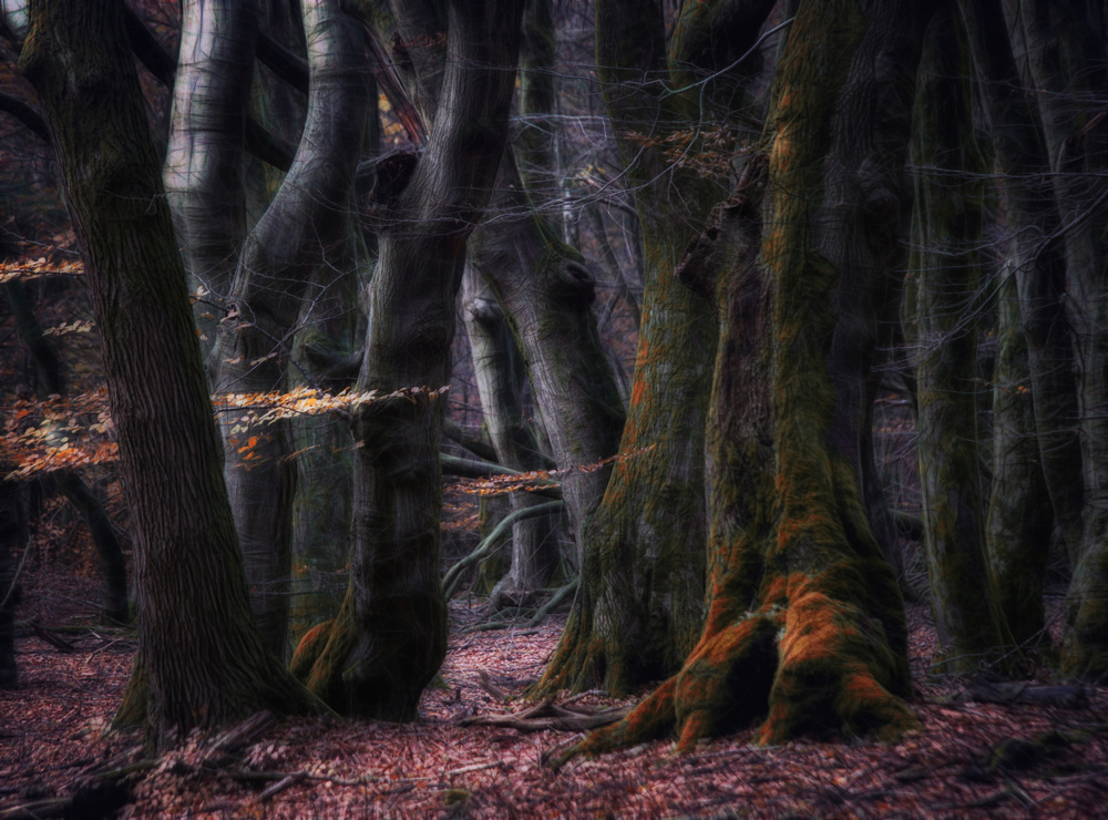 The forest of dancing trees von Saskia Dingemans