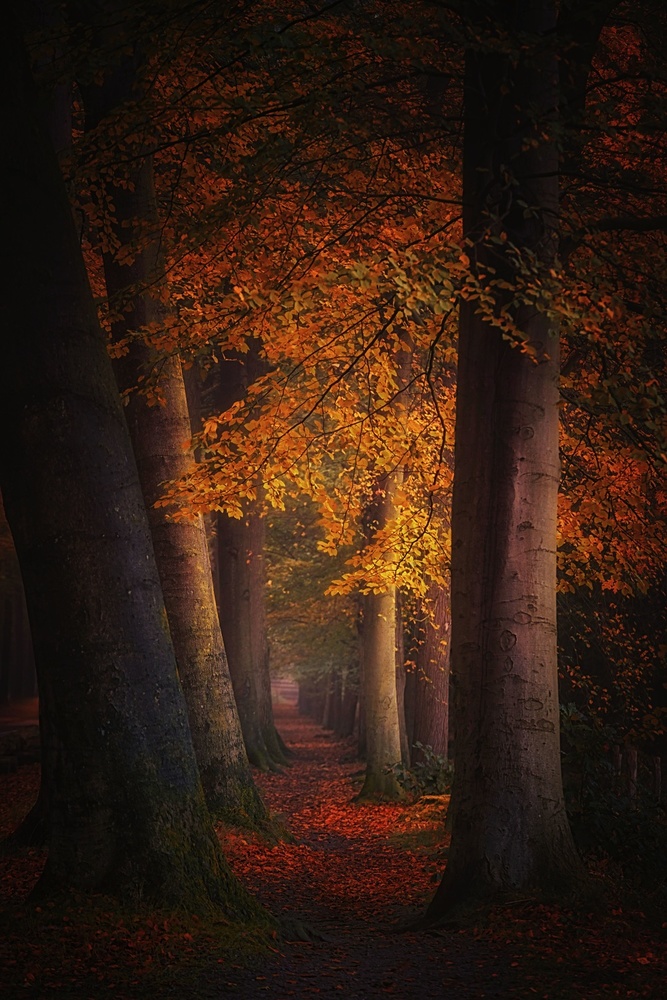 Whispering leaves von Saskia Dingemans