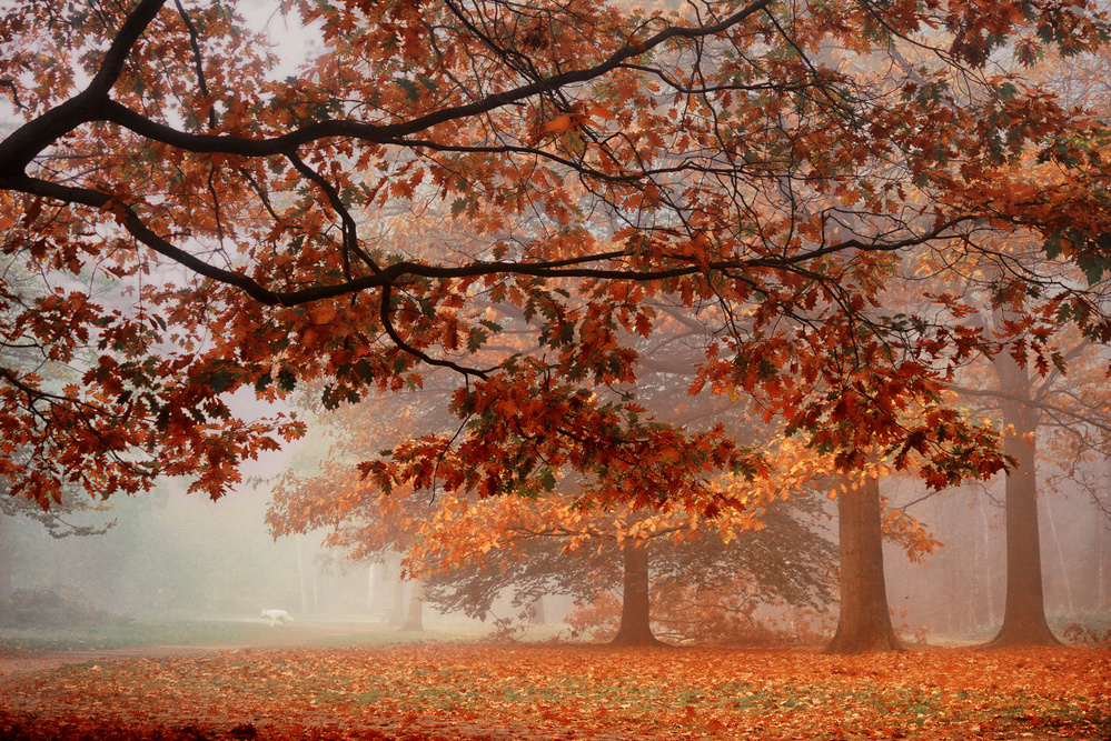 Autumn Dream von Saskia Dingemans