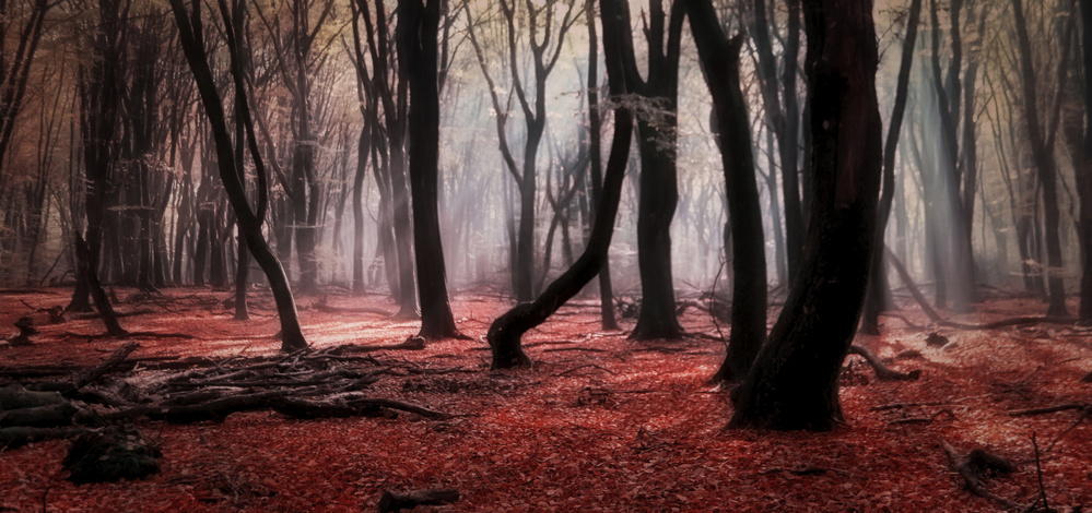 Autumn Dream von Saskia Dingemans