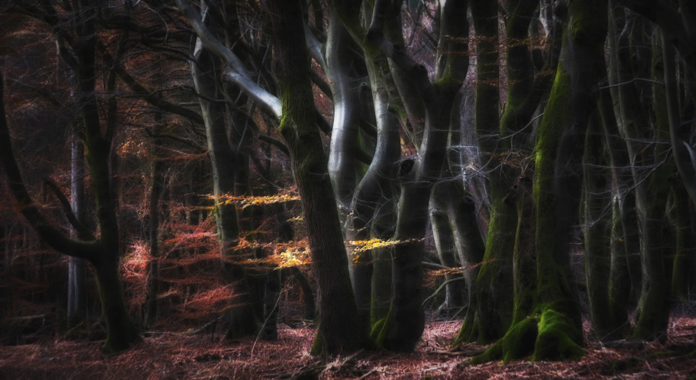 Mystical Speulderforest von Saskia Dingemans