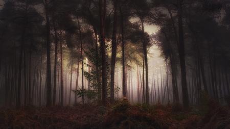 Foggy memory  of the past