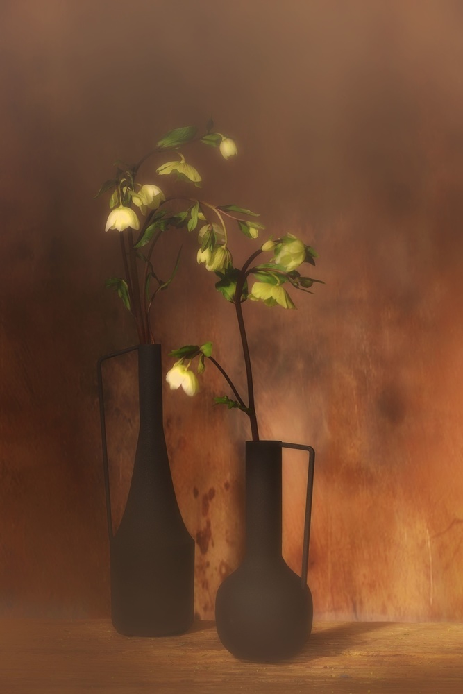 Hellebores Niger von Saskia Dingemans