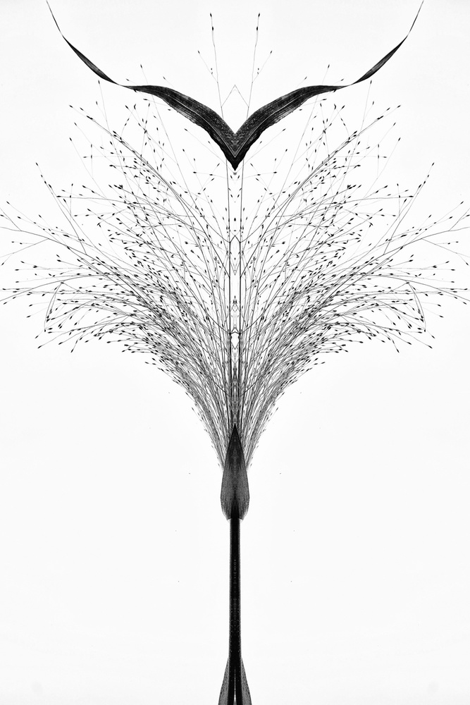 Black grass . von Saskia Dingemans