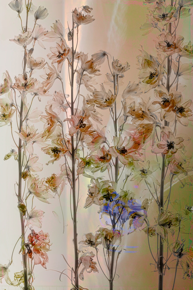 Summer pastel von Saskia Dingemans