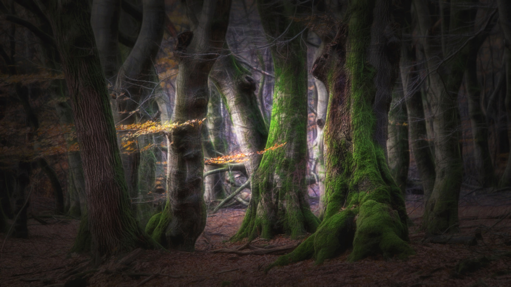 Dream forest von Saskia Dingemans
