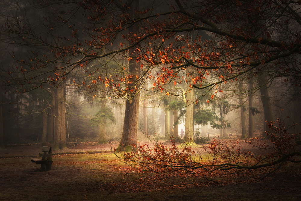 Dream forest von Saskia Dingemans
