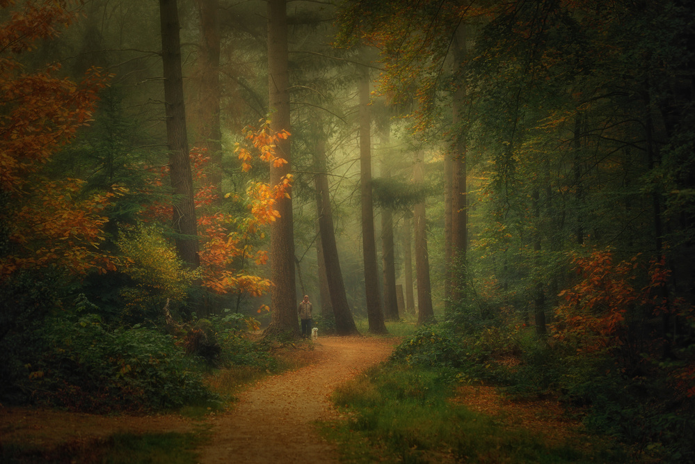 Dream forest von Saskia Dingemans