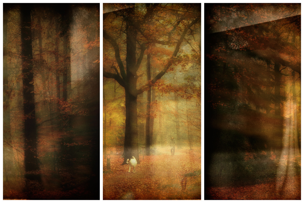 Forest impression von Saskia Dingemans