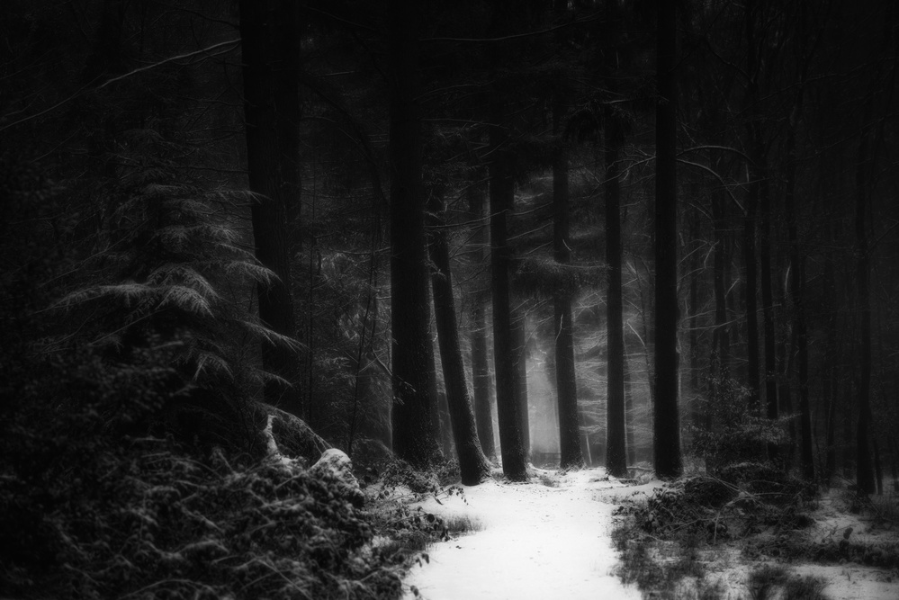 Winterland von Saskia Dingemans