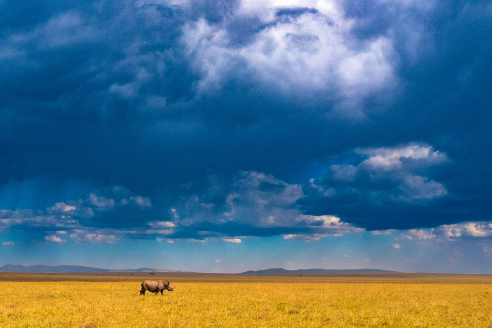 Two-horned Rhino under a cloudy sky von Saurabh Dhanorkar