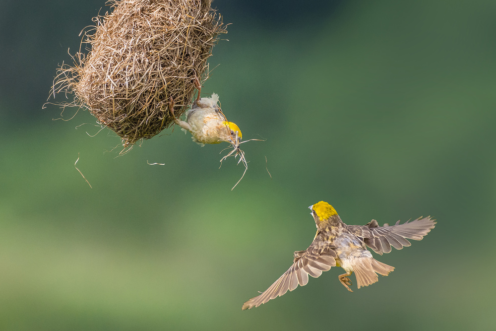 Baya Weaver von Saurabh Sirohiya