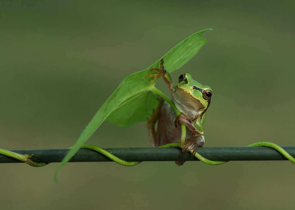 Le frog IV von Savas Sener