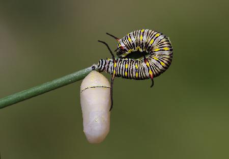 caterpillar and pupae