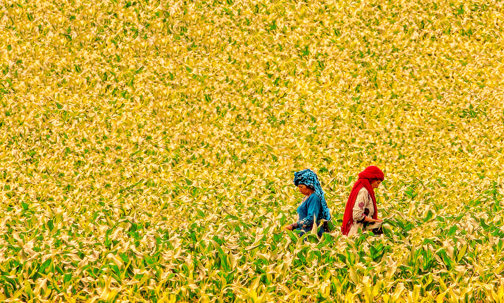 Field Workers von Sayyed Nayyer Reza