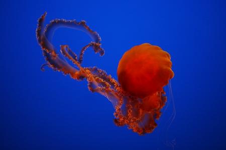 Orange dance in a blue dream #1