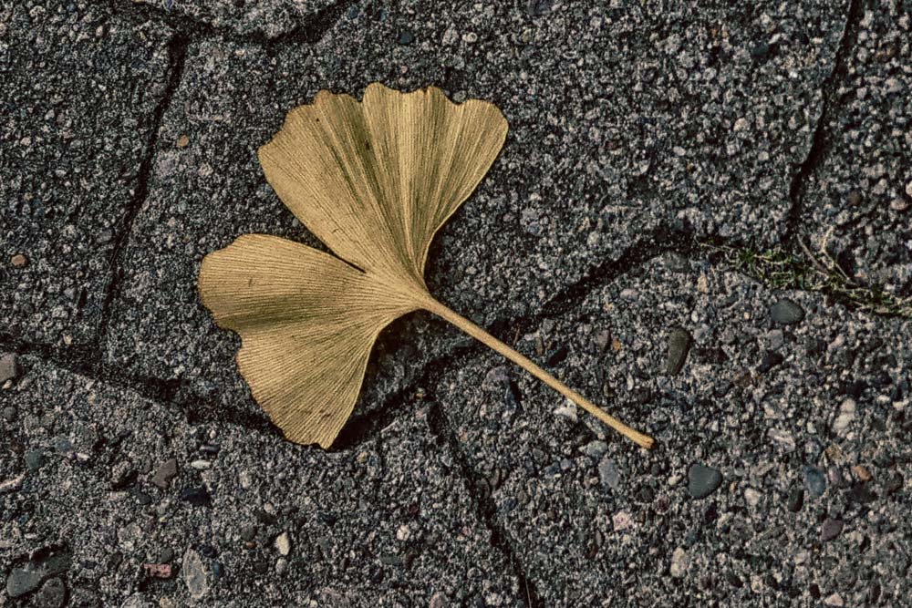 Golden von Hella  Schümann