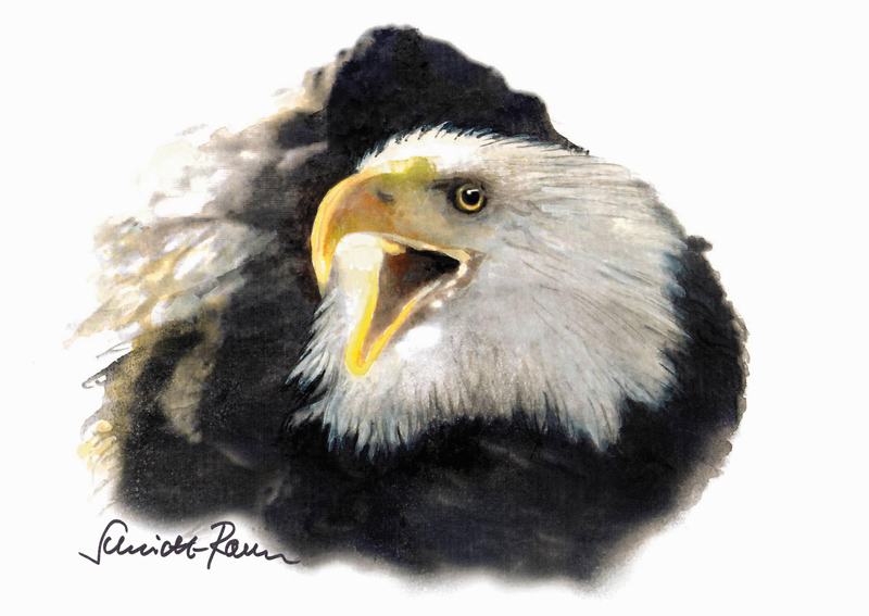 Adler von Jürgen Schmidt-Raven