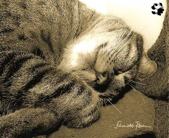 Ich Schlafe von Jürgen Schmidt-Raven