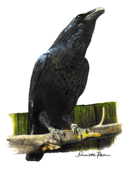 Rabe von Jürgen Schmidt-Raven