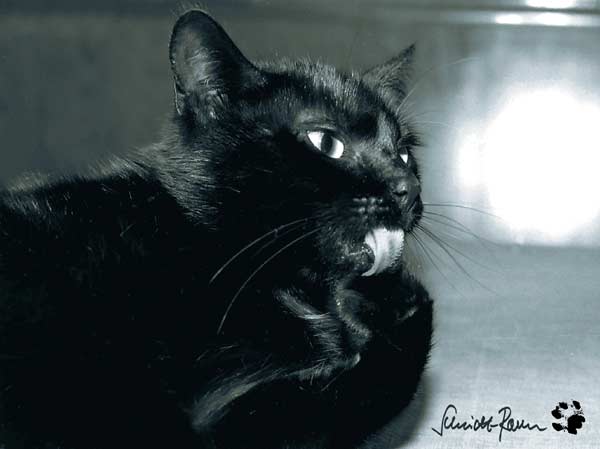 Schwarze Beauty von Jürgen Schmidt-Raven