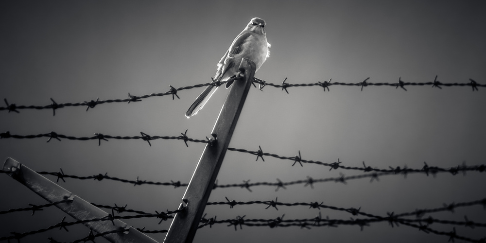 Mocking Bird von Scott J. Pilla