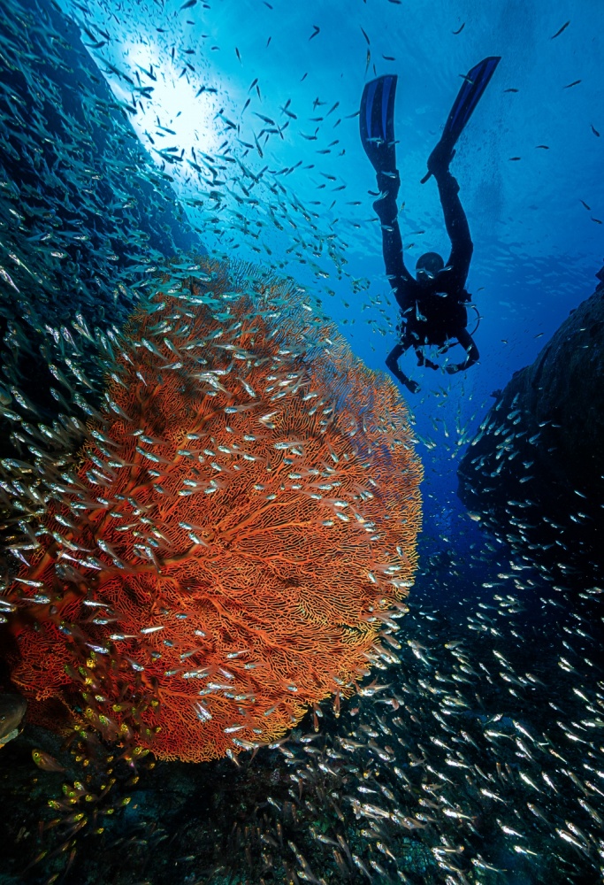 From the Abyss. von Seb