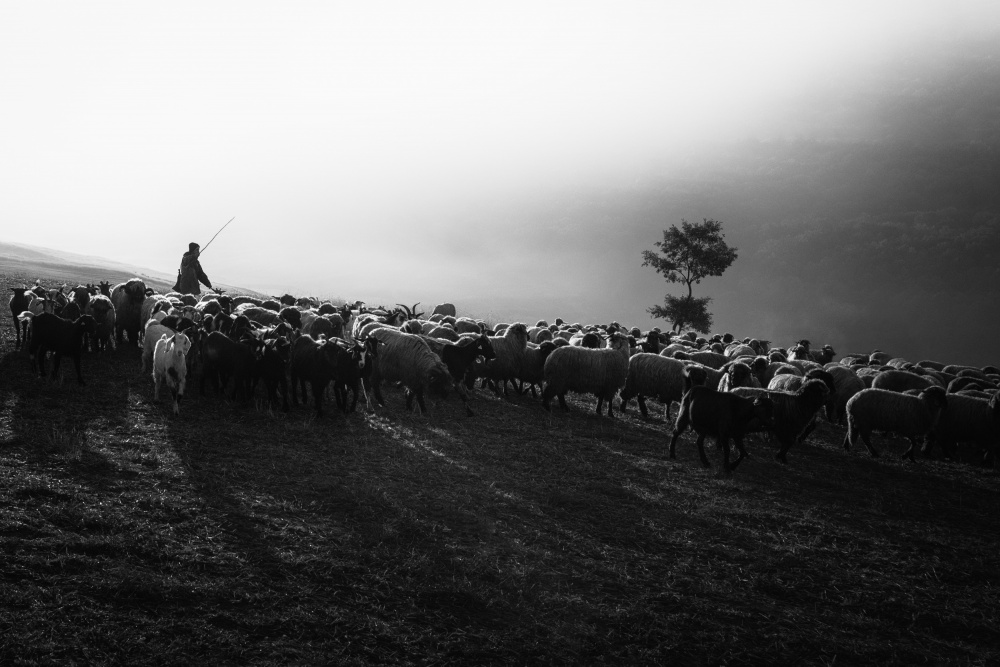 Morning Rituals von Sebastian Prioteasa