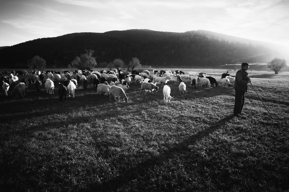Shepherd von Sebastian Prioteasa