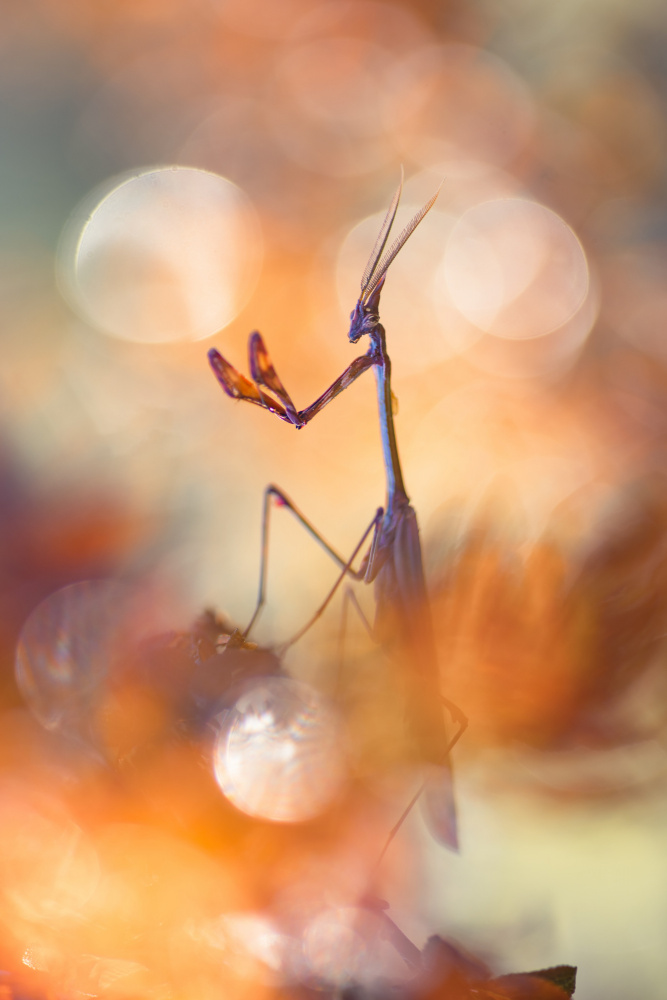 Purple King von Sebastien Blomme