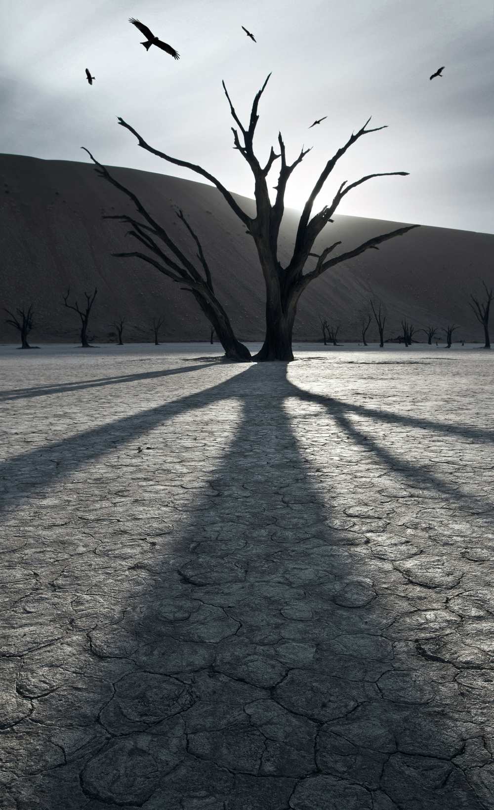 900 years after von Sebastien DEL GROSSO