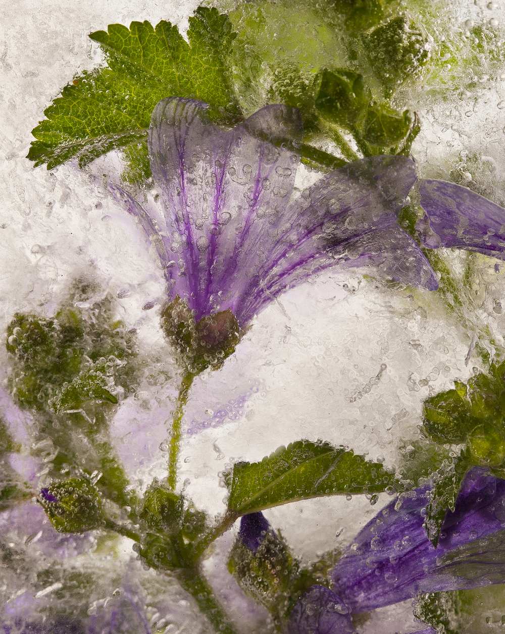 Frozen mallow flower von Secundino Losada