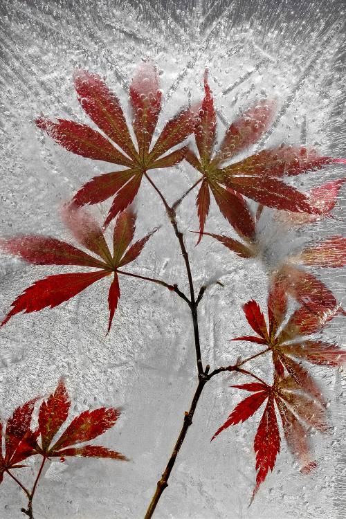 red maple von Secundino Losada