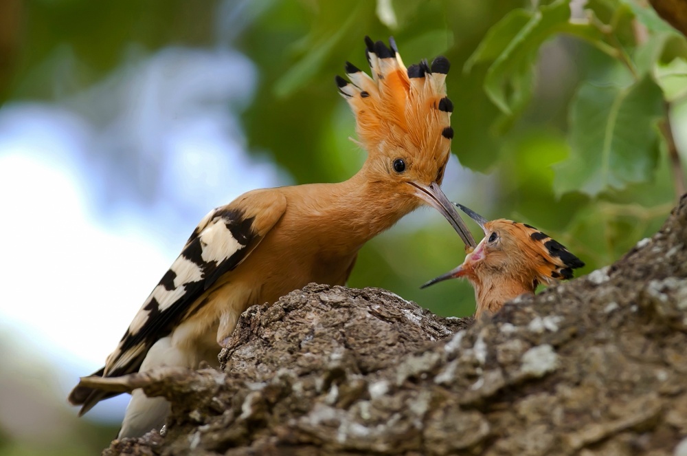 untitledl von Selim Kaya