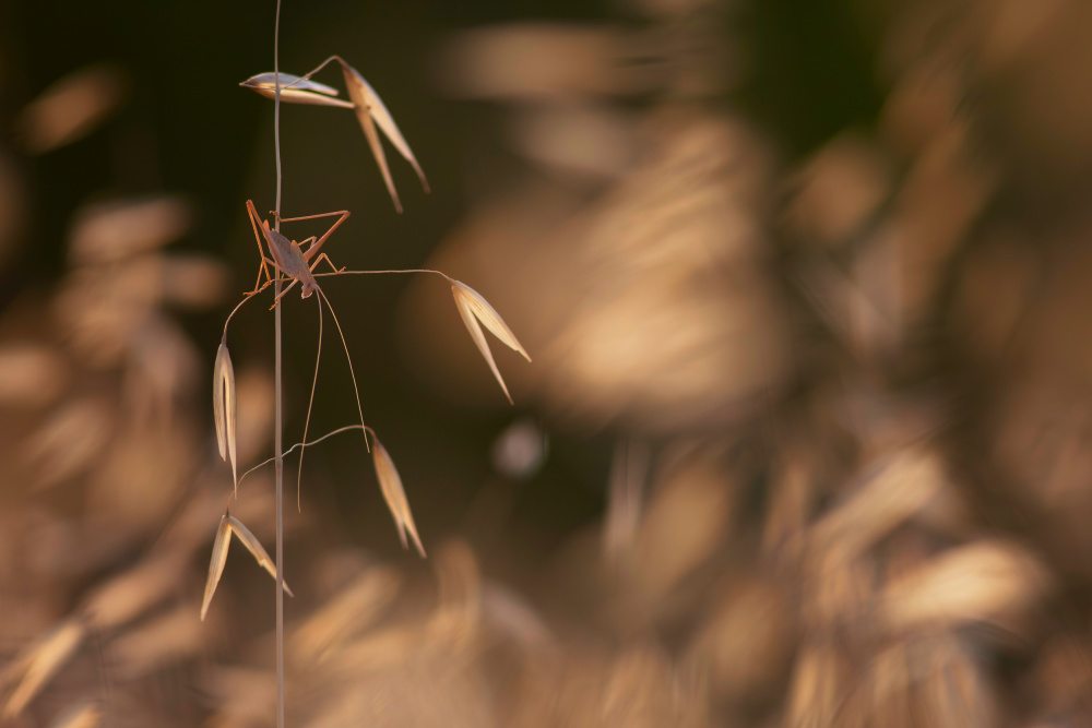 Grasshopper von Serge