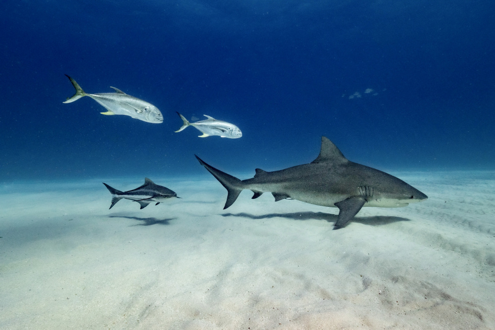 Followers von Serge Melesan